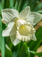 Daffodil (Narcissus) 'Mount Hood' - Harding & Bloom