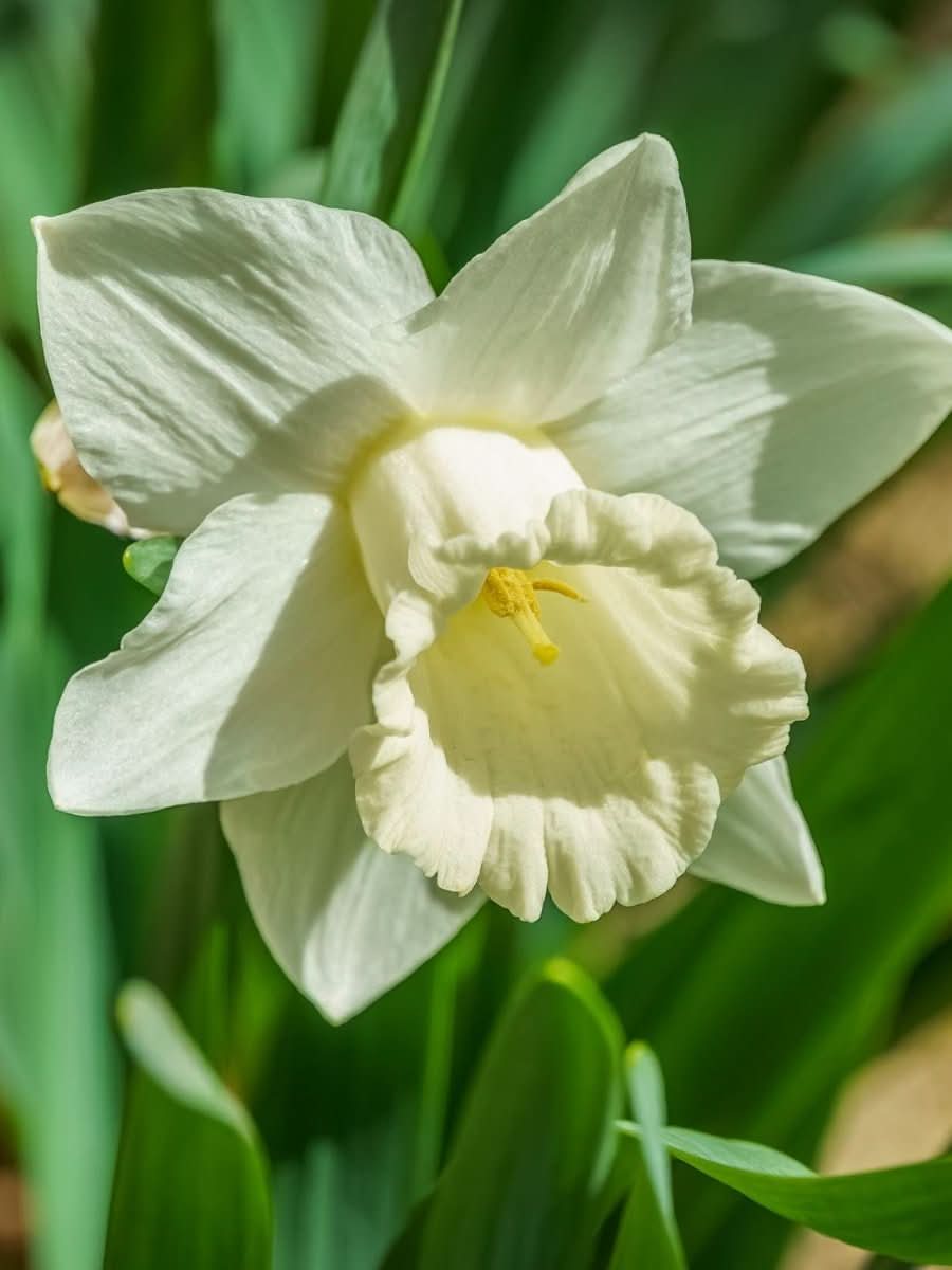 Daffodil (Narcissus) 'Mount Hood' - Harding & Bloom