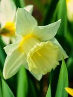Daffodil (Narcissus) 'Mount Hood' - Harding & Bloom