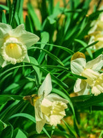 Daffodil (Narcissus) 'Mount Hood' - Harding & Bloom