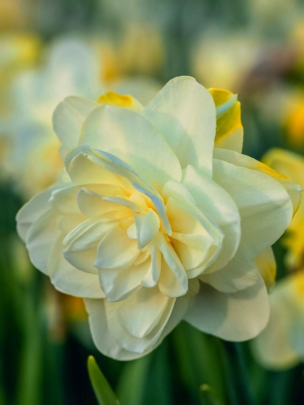 Daffodil (Narcissus) 'Obdam' - Harding & Bloom