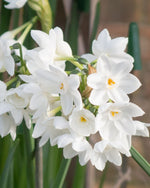 Narcissus tazetta 'Paperwhite' - Harding & Bloom