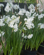 Narcissus tazetta 'Paperwhite' - Harding & Bloom