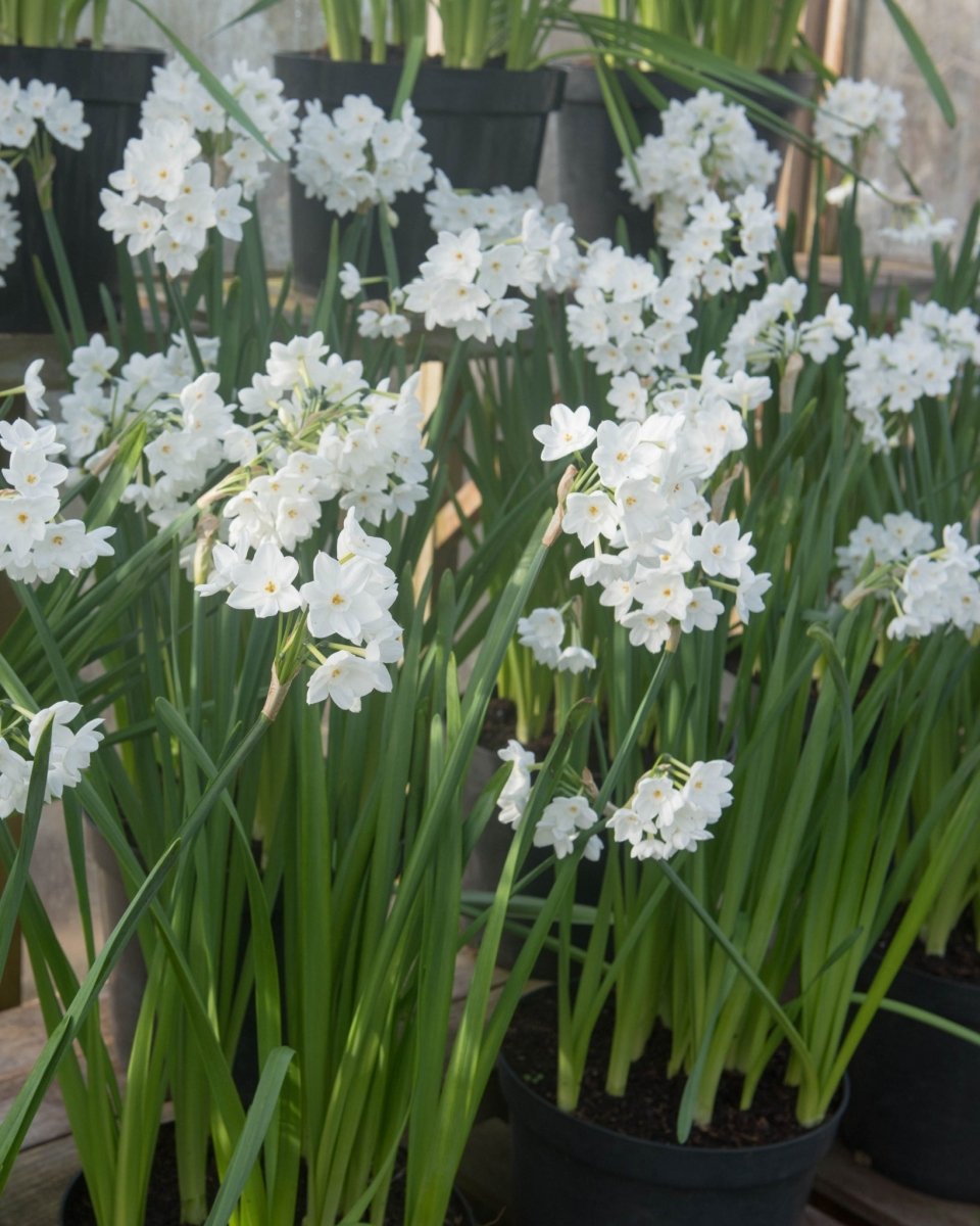 Narcissus tazetta 'Paperwhite' - Harding & Bloom