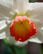 Daffodil (Narcissus) 'Pink Charm' - Harding & Bloom