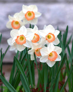 Daffodil (Narcissus) 'Pink Charm' - Harding & Bloom
