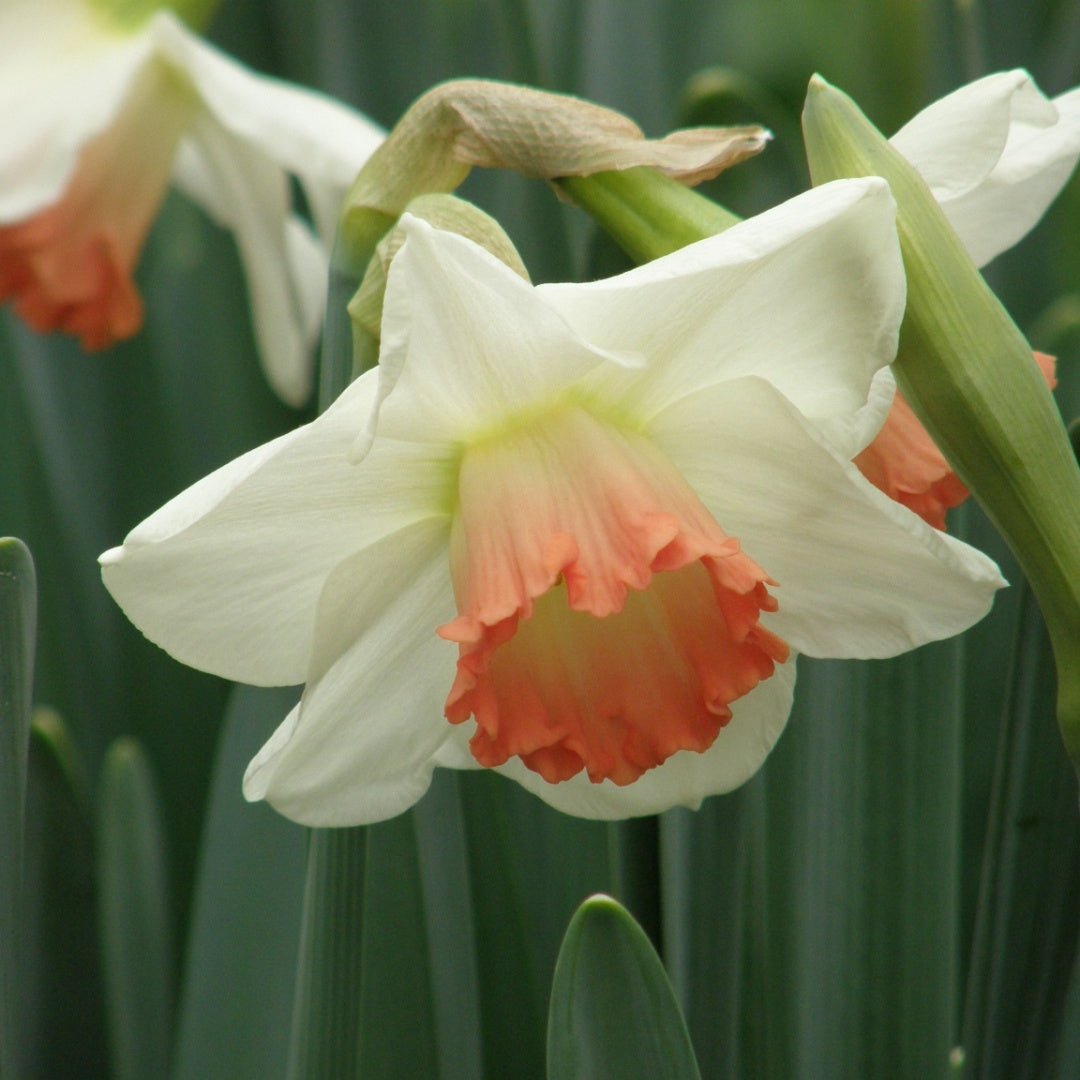 Daffodil (Narcissus) 'Pink Charm' - Harding & Bloom