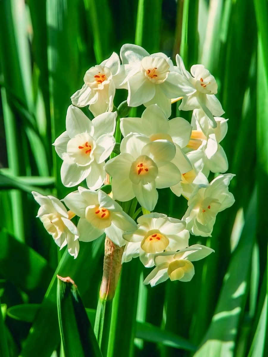 Daffodil (Narcissus) 'Silver Chimes' - Harding & Bloom