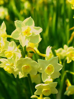 Daffodil (Narcissus) 'Silver Chimes' - Harding & Bloom