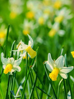 Daffodil (Narcissus) 'Snipe' - Harding & Bloom