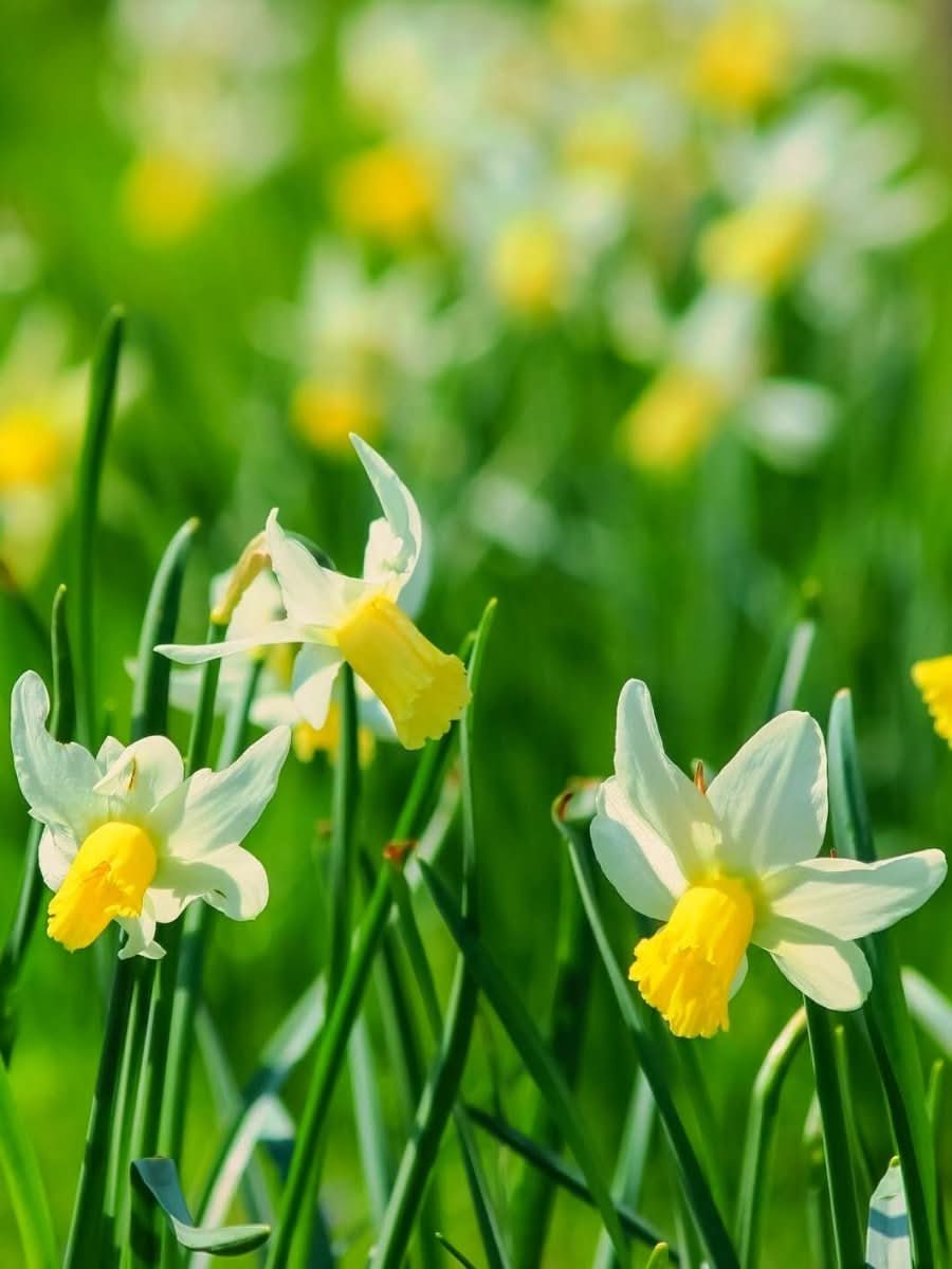 Daffodil (Narcissus) 'Snipe' - Harding & Bloom