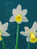 Daffodil (Narcissus) 'Snipe' - Harding & Bloom