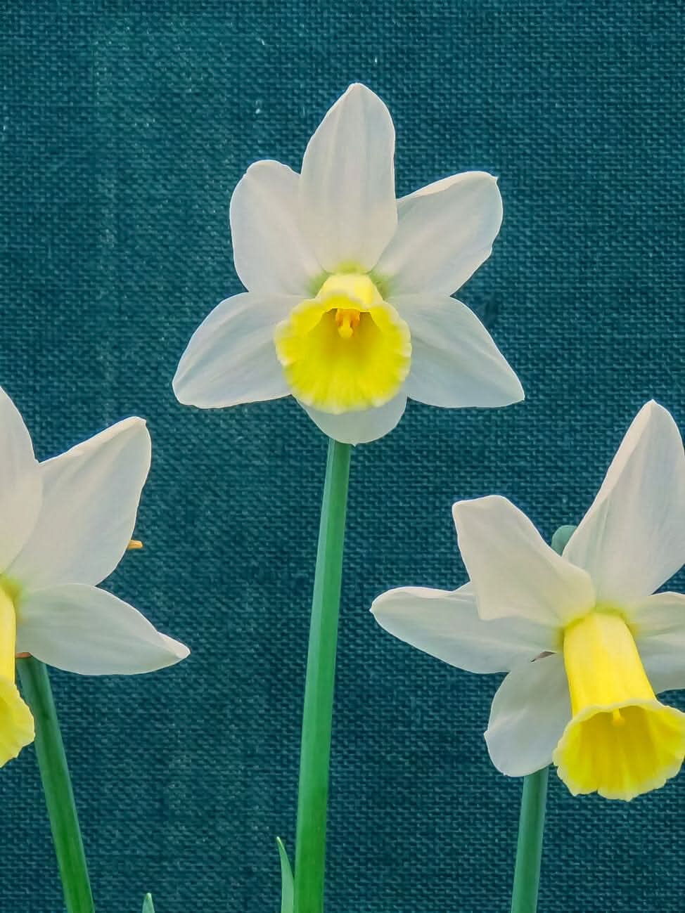 Daffodil (Narcissus) 'Snipe' - Harding & Bloom