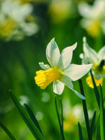 Daffodil (Narcissus) 'Snipe' - Harding & Bloom
