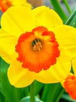 Daffodil (Narcissus) 'Sunlover' - Harding & Bloom