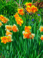 Daffodil (Narcissus) 'Sunlover' - Harding & Bloom