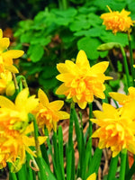 Dwarf Daffodil (Narcissus) 'Tete Boucle' - Harding & Bloom