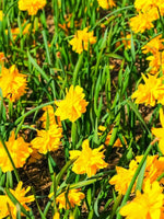Dwarf Daffodil (Narcissus) 'Tete Boucle' - Harding & Bloom