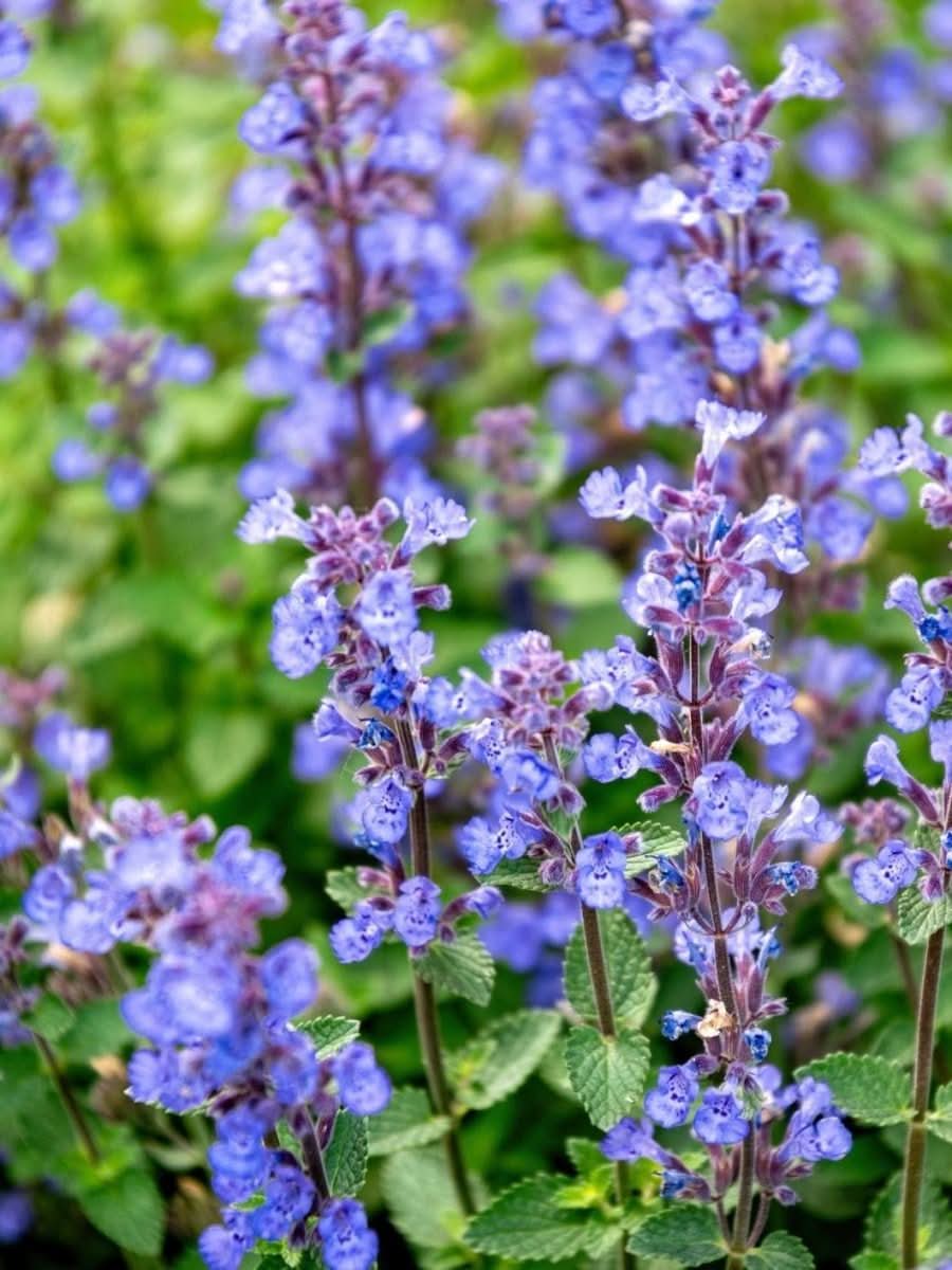 Nepeta 'Purrsian Blue' - Harding & Bloom