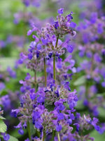 Nepeta 'Purrsian Blue' - Harding & Bloom
