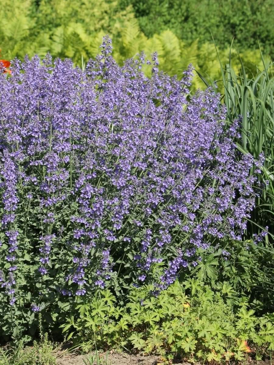 Nepeta 'Purrsian Blue' - Harding & Bloom