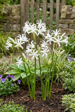 Nerine bowdenii 'Alba' (Guernsey lily) – lily bulbs, product photo 4 (Harding & Bloom)