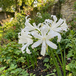 Nerine bowdenii 'Alba' (Guernsey lily) – lily bulbs, product photo 3 (Harding & Bloom)