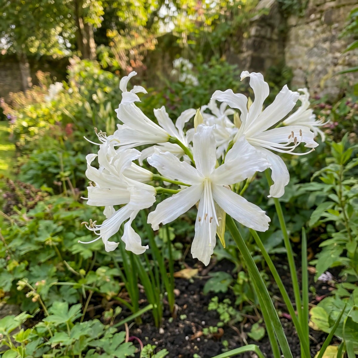Nerine bowdenii 'Alba' (Guernsey lily) – lily bulbs, product photo 3 (Harding & Bloom)