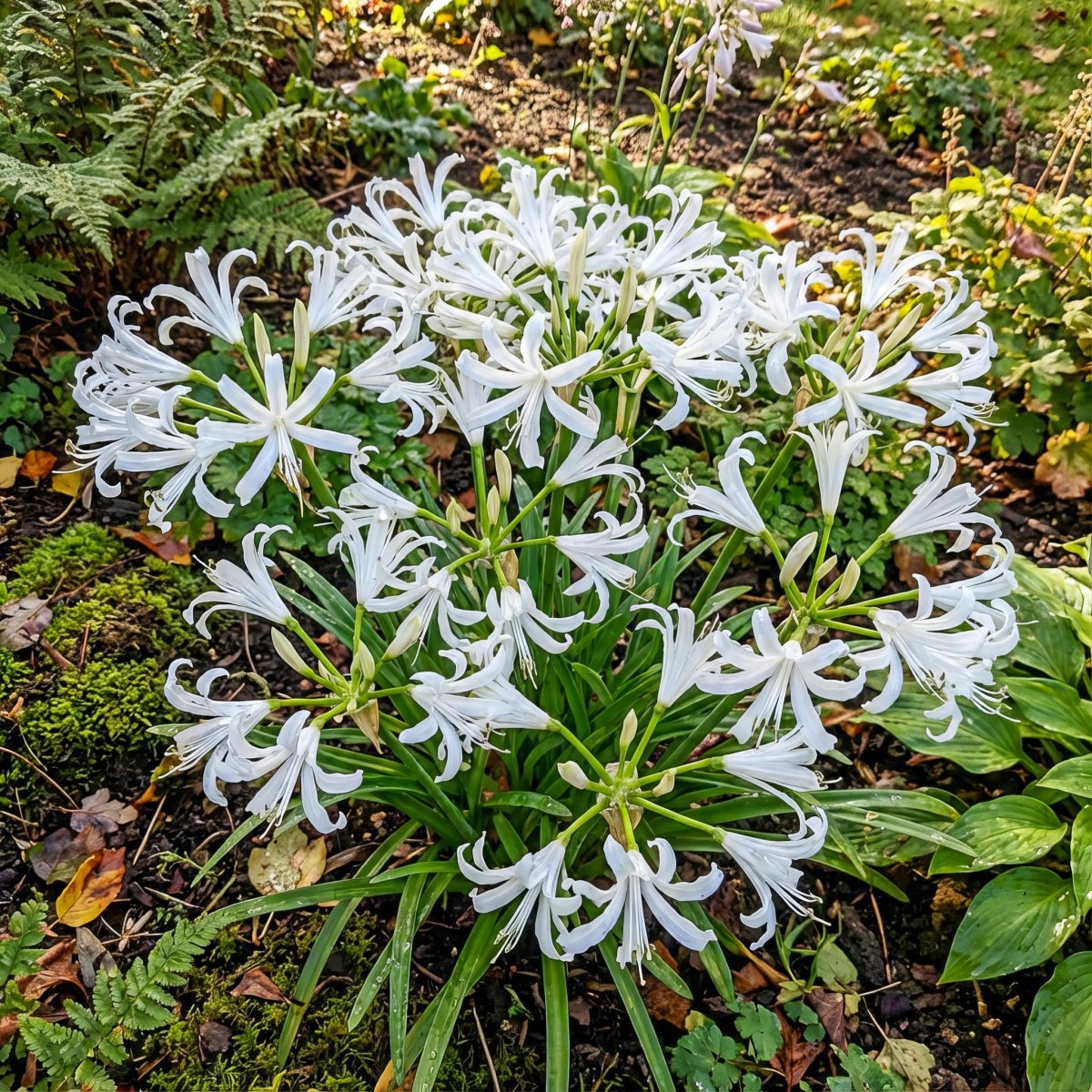 Nerine bowdenii 'Alba' (Guernsey lily) – lily bulbs, product photo 5 (Harding & Bloom)