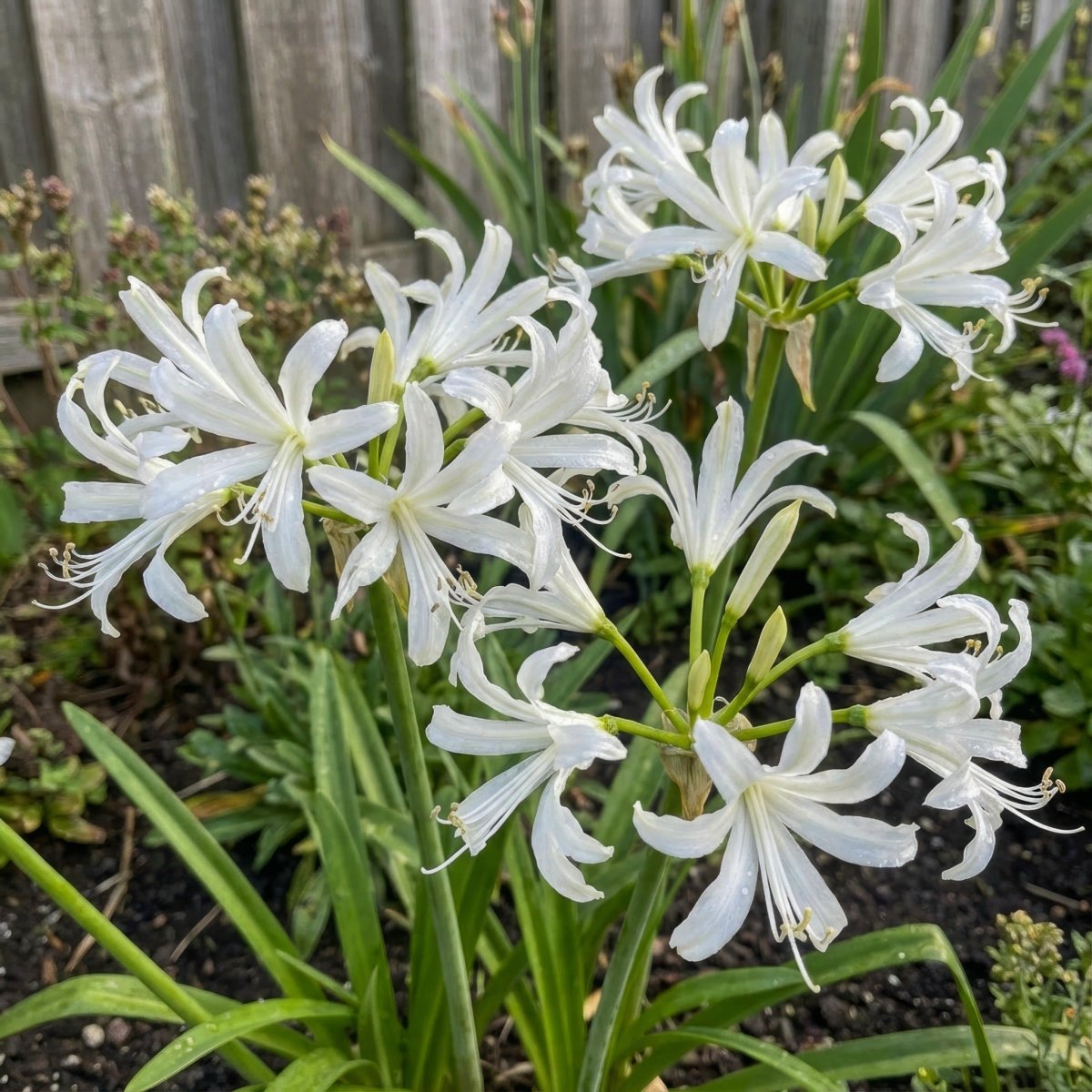 Nerine bowdenii 'Alba' (Guernsey lily) – lily bulbs, product photo 2 (Harding & Bloom)