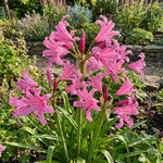 Nerine bowdenii (Guernsey lily) – lily bulbs, product photo 5 (Harding & Bloom)