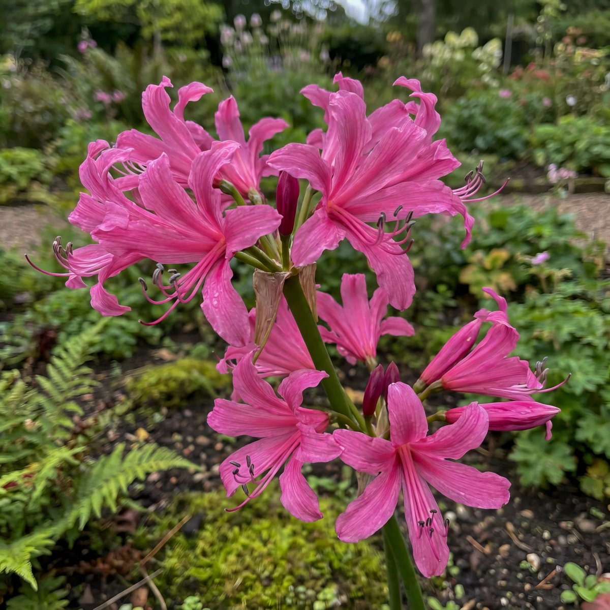 Nerine bowdenii (Guernsey lily) – lily bulbs, main product photo (Harding & Bloom)