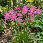 Nerine bowdenii (Guernsey lily) – lily bulbs, product photo 2 (Harding & Bloom)
