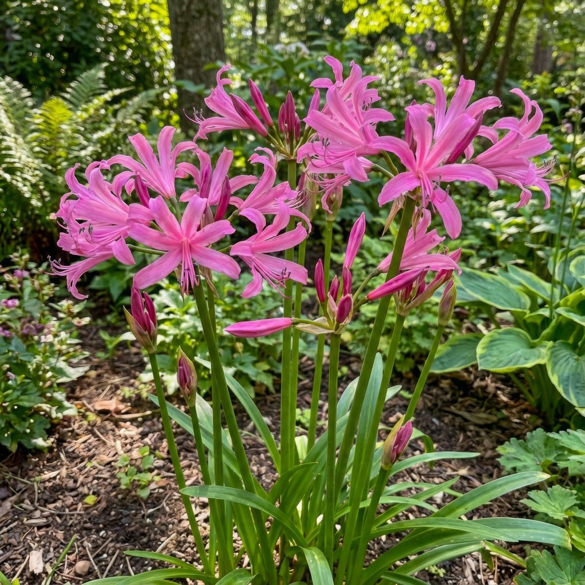 Nerine bowdenii (Guernsey lily) – lily bulbs, product photo 2 (Harding & Bloom)