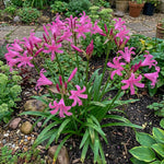 Nerine bowdenii (Guernsey lily) – lily bulbs, product photo 4 (Harding & Bloom)