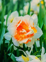 Daffodil (Narcissus) 'Fragrant Spring' - Harding & Bloom