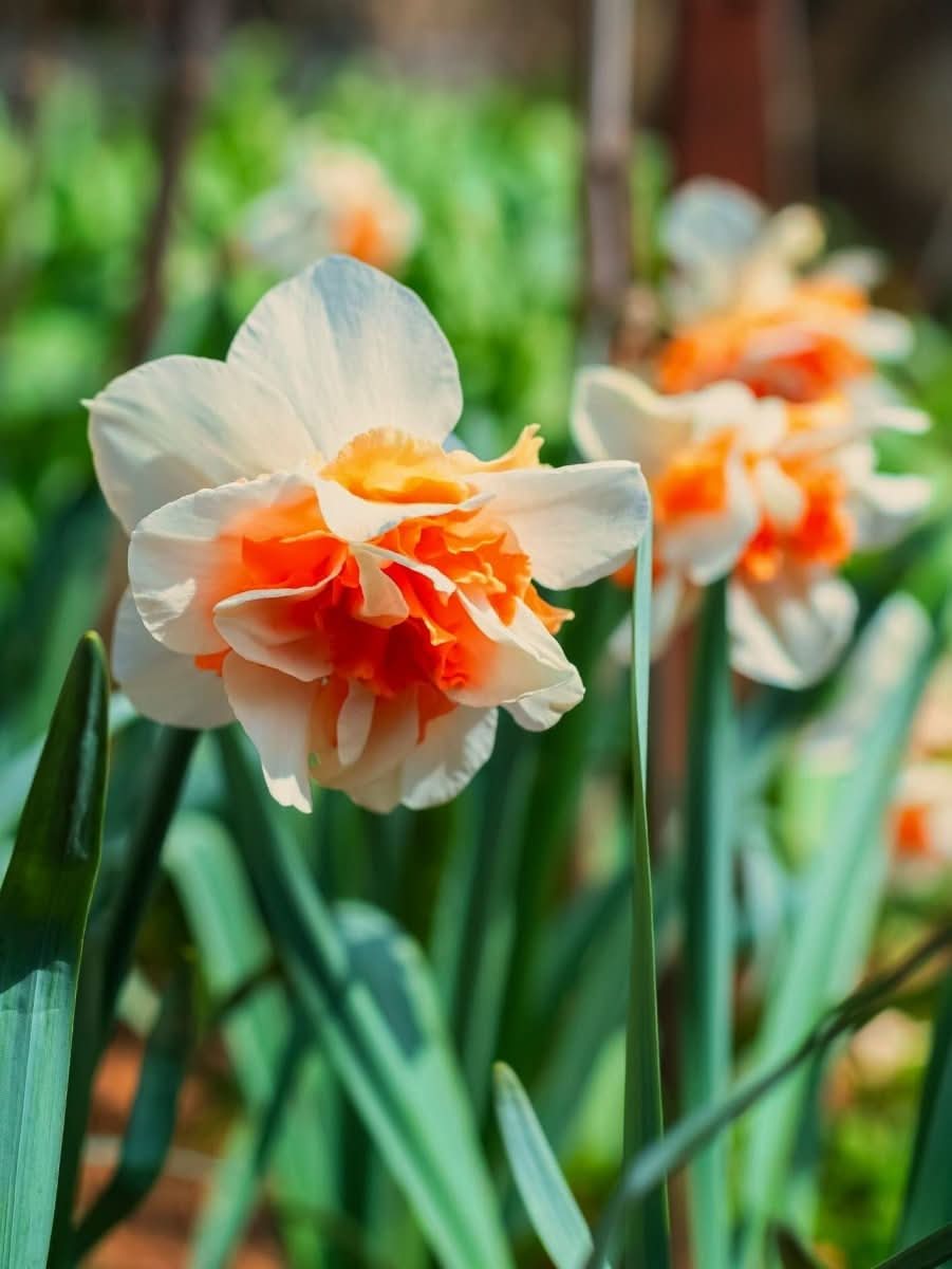 Daffodil (Narcissus) 'Fragrant Spring' - Harding & Bloom