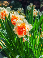 Daffodil (Narcissus) 'Fragrant Spring' - Harding & Bloom