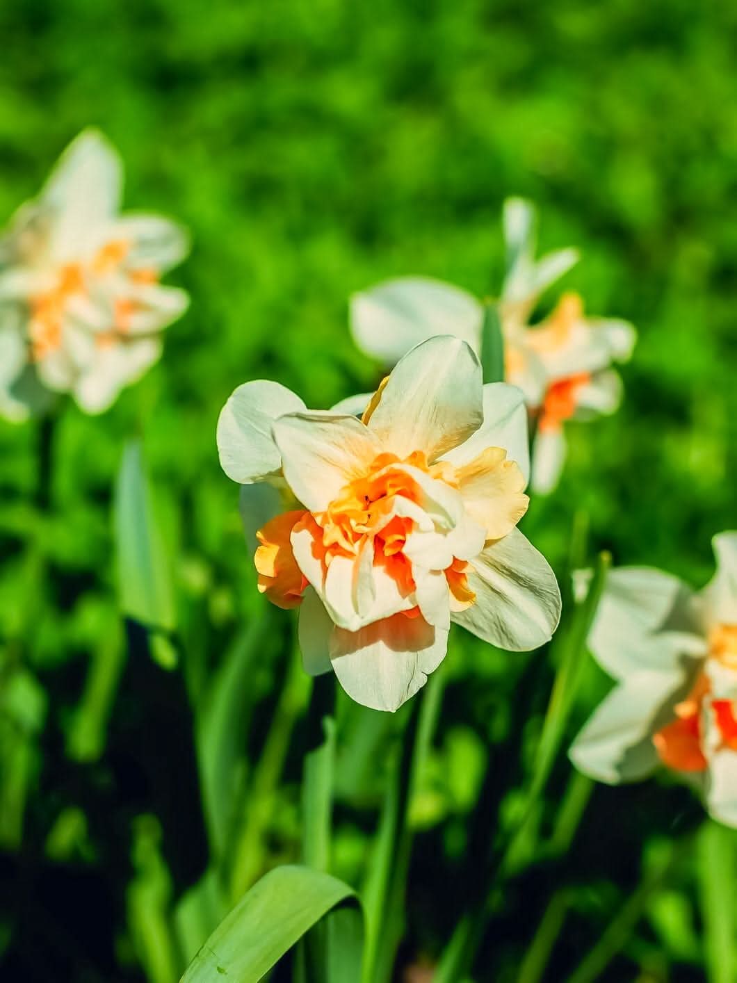 Daffodil (Narcissus) 'Fragrant Spring' - Harding & Bloom