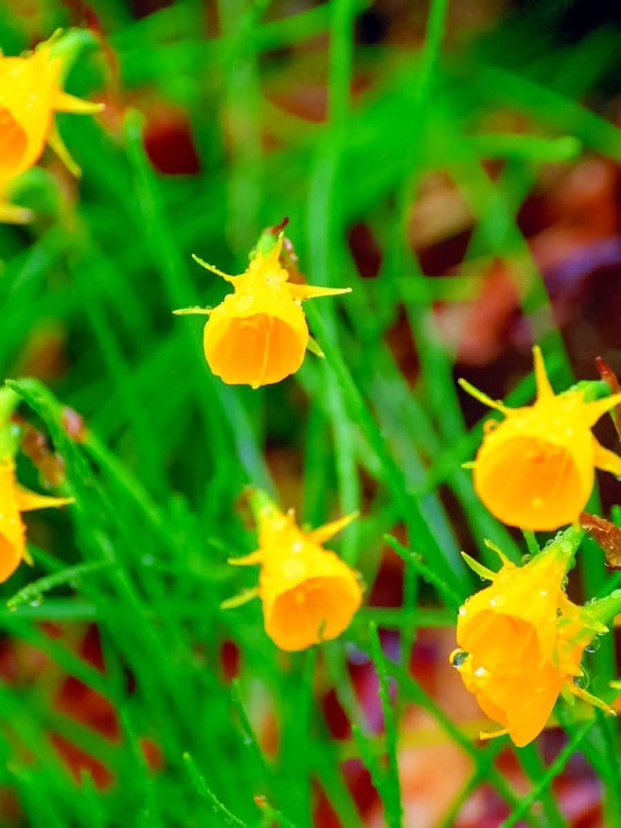 Daffodil (Narcissus) 'Golden Bells' - Harding & Bloom