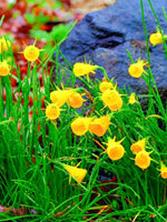 Daffodil (Narcissus) 'Golden Bells' - Harding & Bloom
