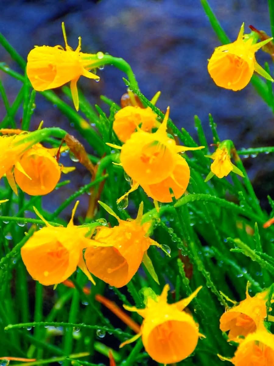 Daffodil (Narcissus) 'Golden Bells' - Harding & Bloom
