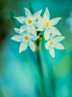Daffodil (Narcissus) 'Paperwhite' - Harding & Bloom