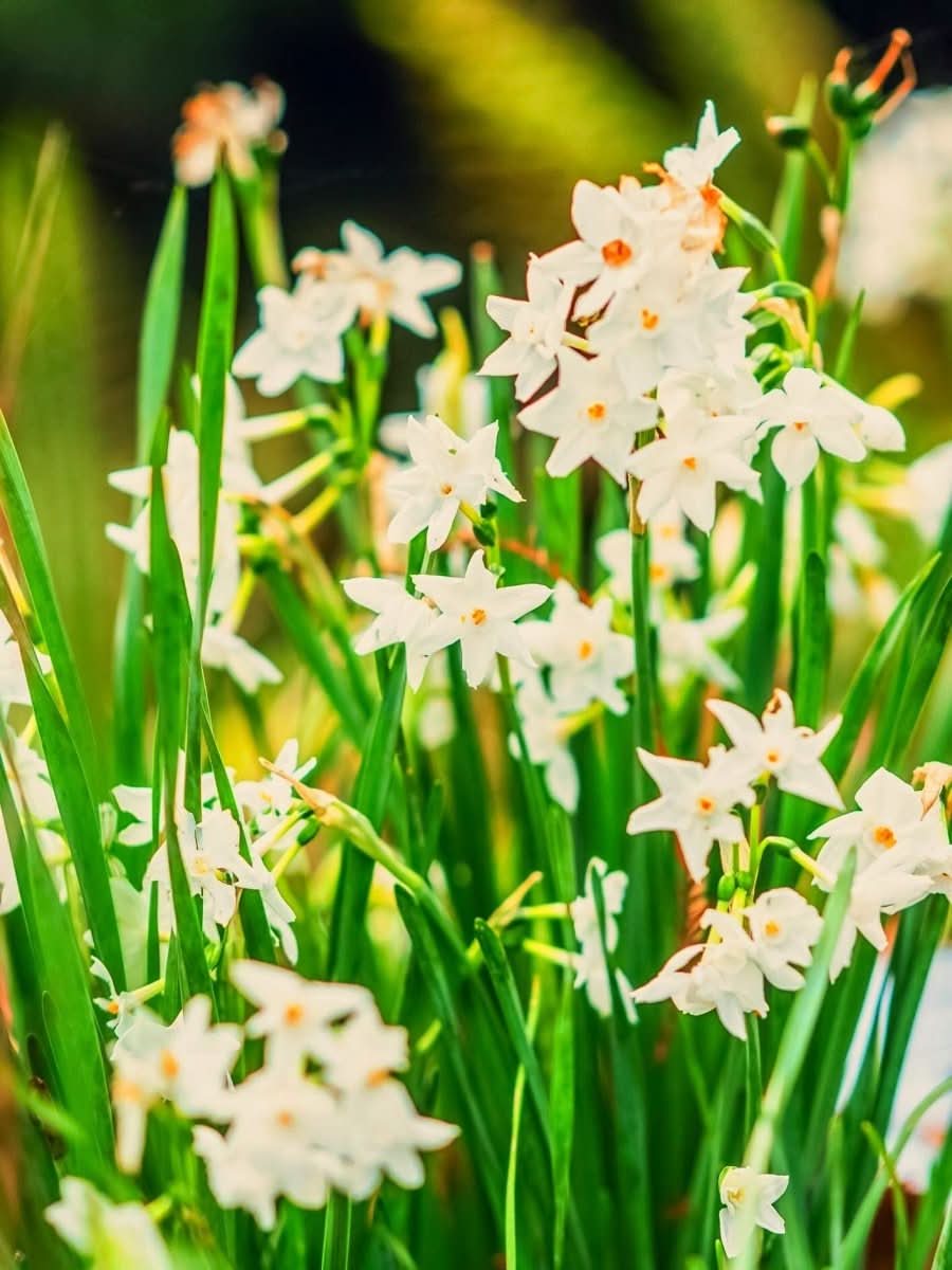 Daffodil (Narcissus) 'Paperwhite' - Harding & Bloom