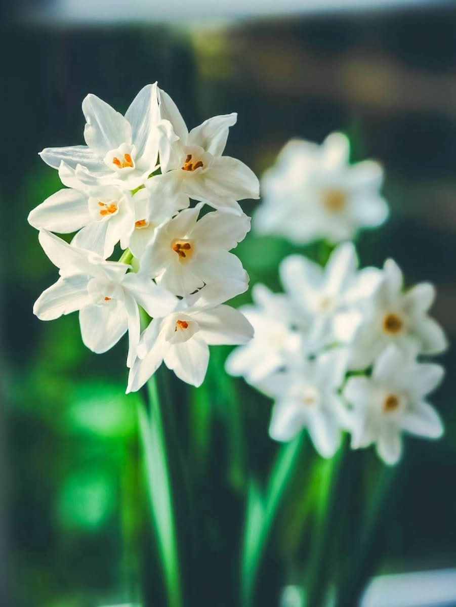 Daffodil (Narcissus) 'Paperwhite' - Harding & Bloom