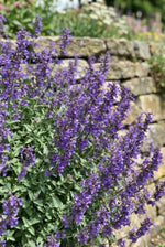 Nepeta 'Walker's Low' (Catmint) - Harding & Bloom