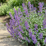 Nepeta 'Walker's Low' (Catmint) - Harding & Bloom