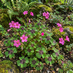 Oxalis 'Iron Cross' (Lucky clover) – oxalis bulbs, product photo 4 (Harding & Bloom)