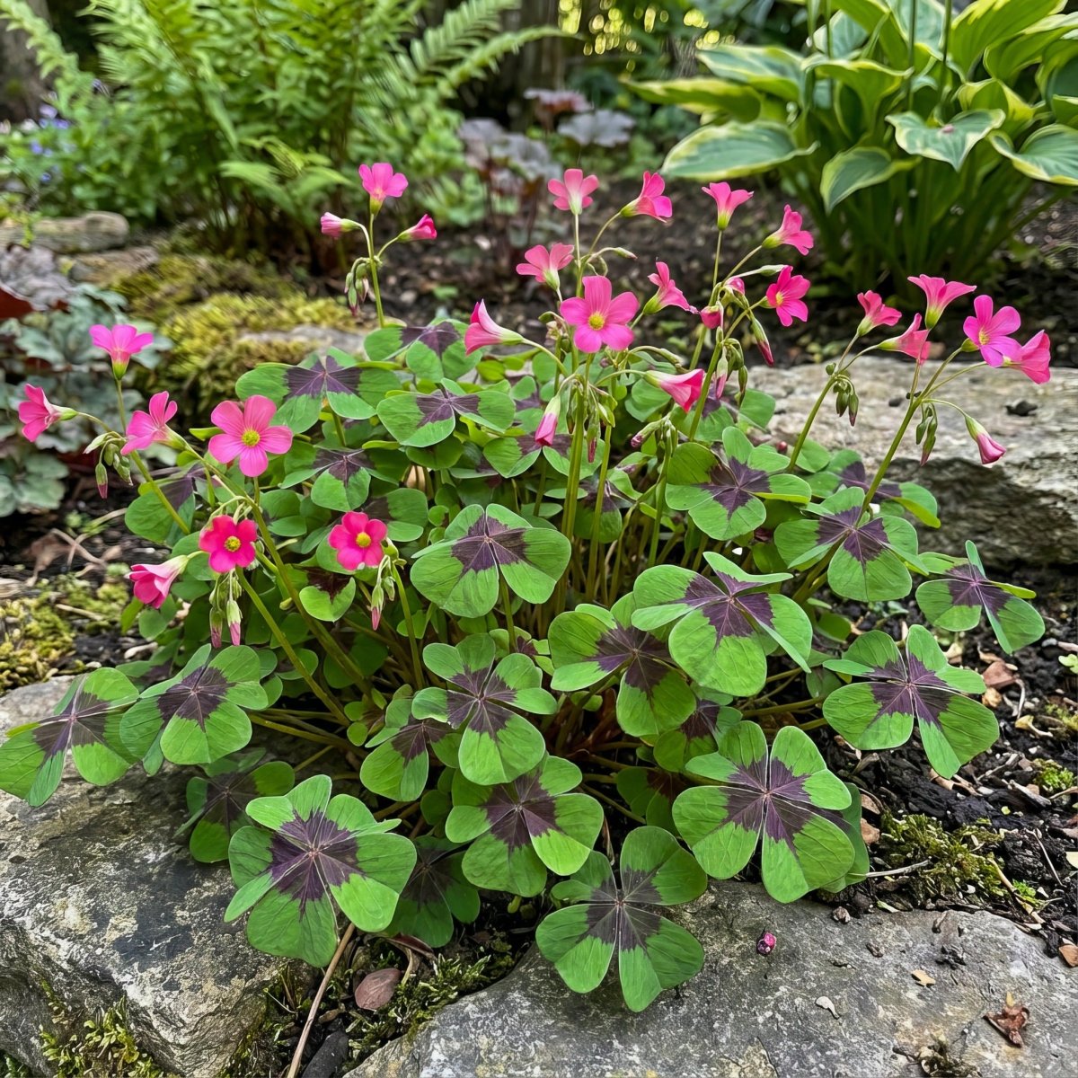 Oxalis 'Iron Cross' (Lucky clover) – oxalis bulbs, product photo 3 (Harding & Bloom)