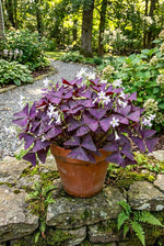 Oxalis triangularis (Purple shamrock) – oxalis bulbs, product photo 3 (Harding & Bloom)